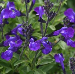 Mirage™ Blue Salvia, Autumn Sage, Salvia greggii 'Balmirleu'
